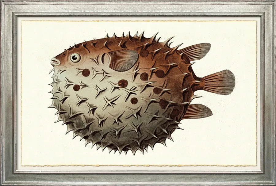 Burrfish TFC7 - Trowbridge Gallery