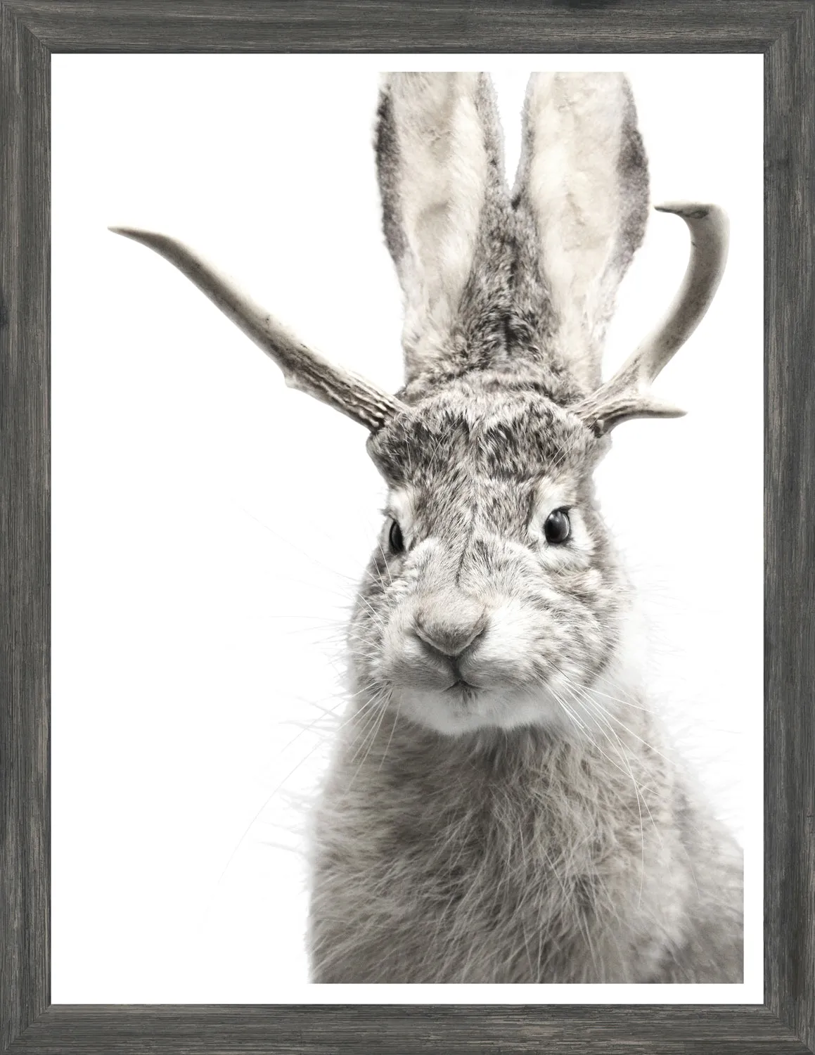Jackalope Mini Grey