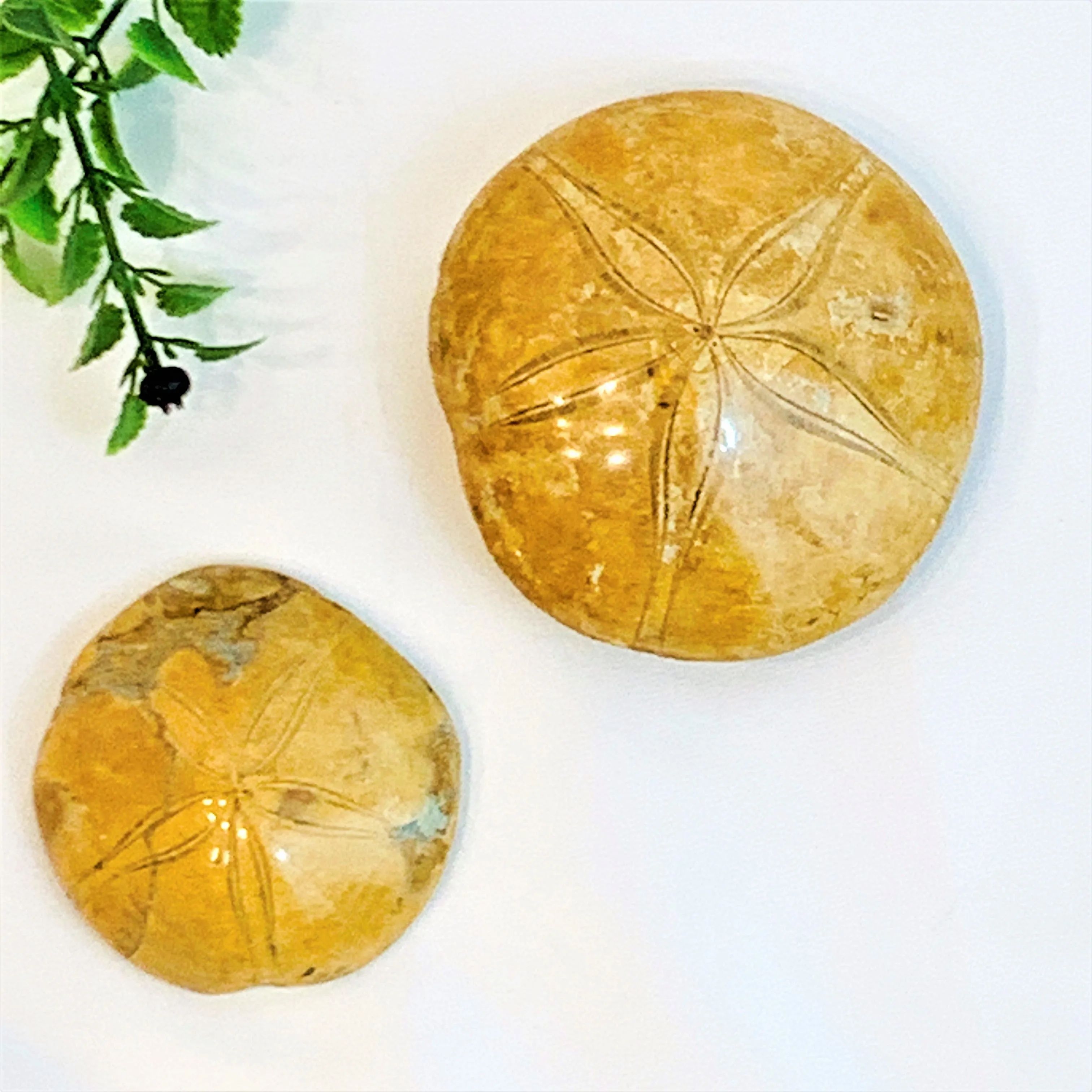 Jurassic Sand Dollar, Polished
