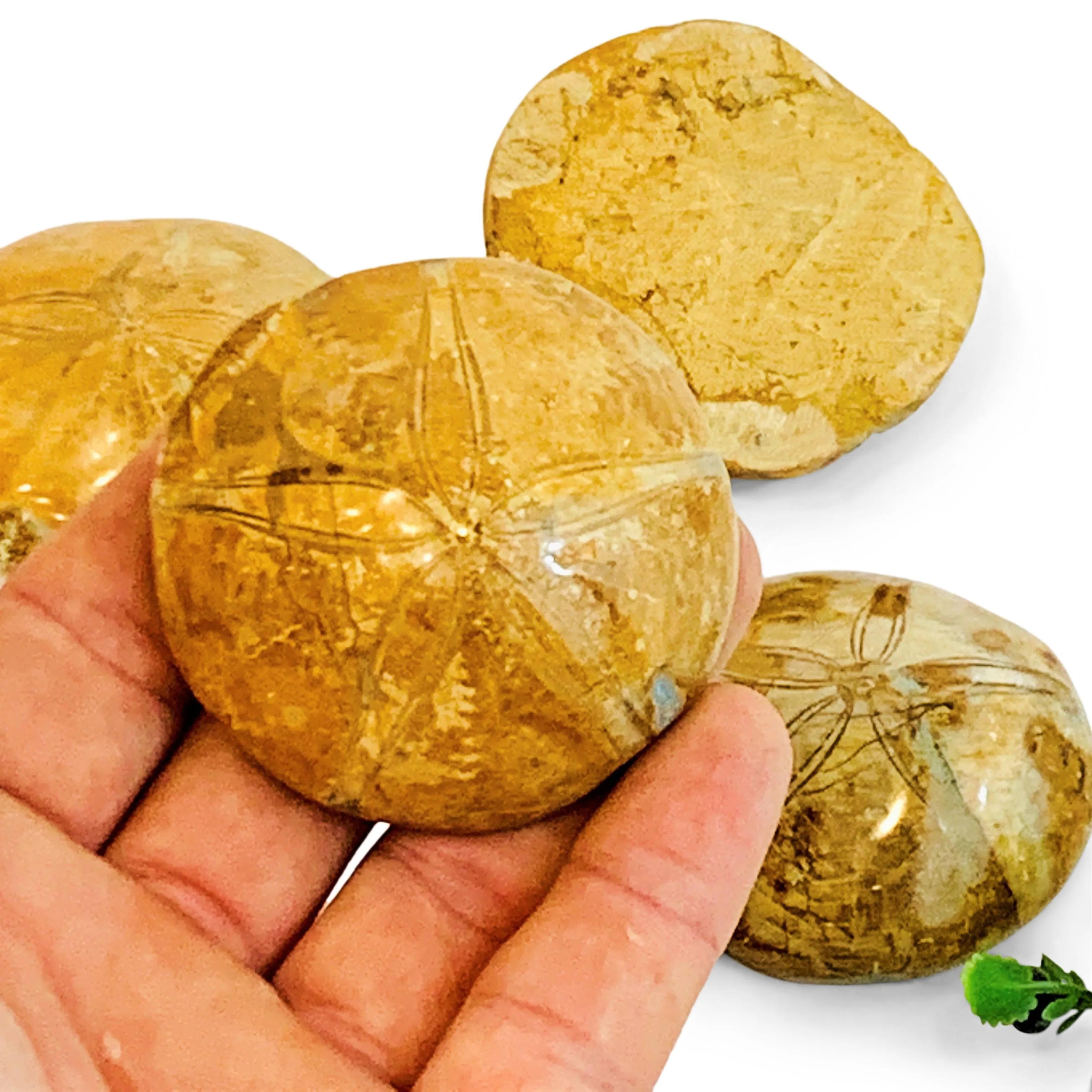 Jurassic Sand Dollar, Polished
