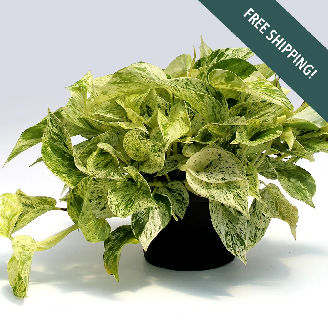 Marble Queen Pothos | 6-Inch Container