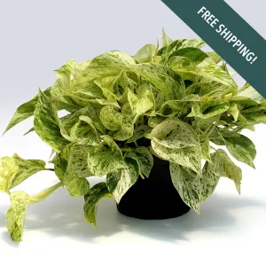 Marble Queen Pothos | 6-Inch Container
