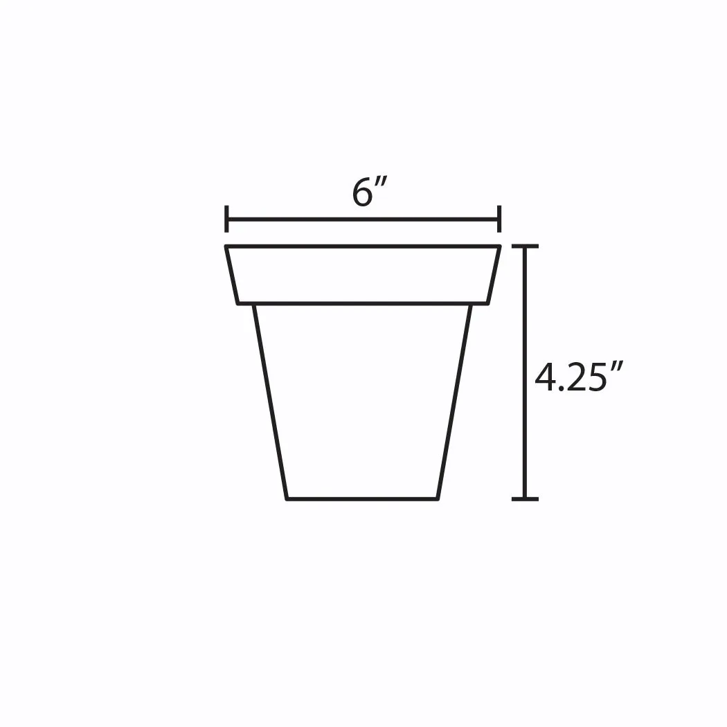 Marble Queen Pothos | 6-Inch Container