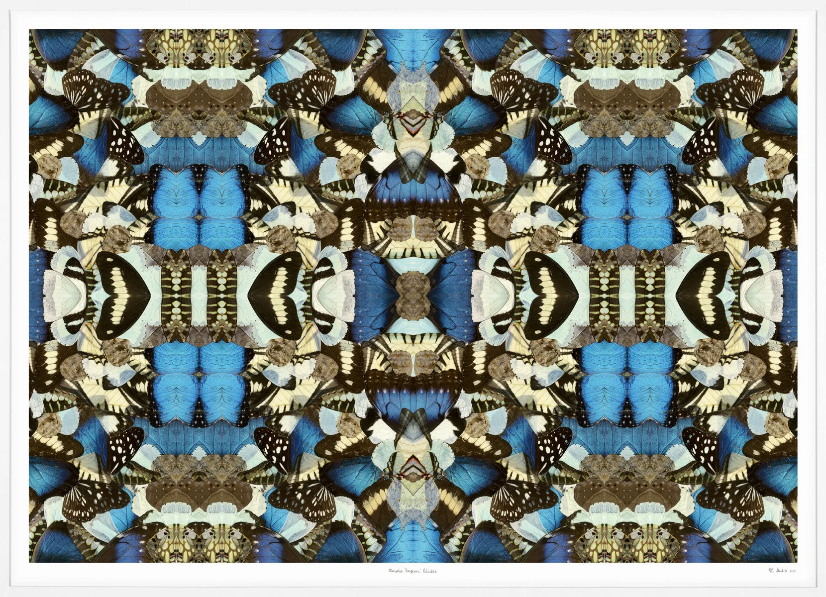 Morpho Emperor Peleides - Natural Curiosities
