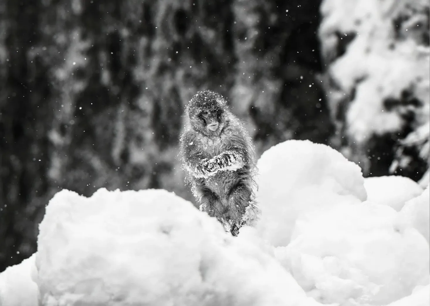 Shackleton