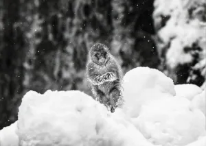 Shackleton