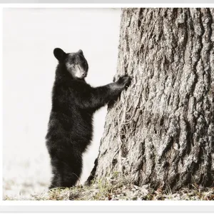 Smokey Mountain Cub