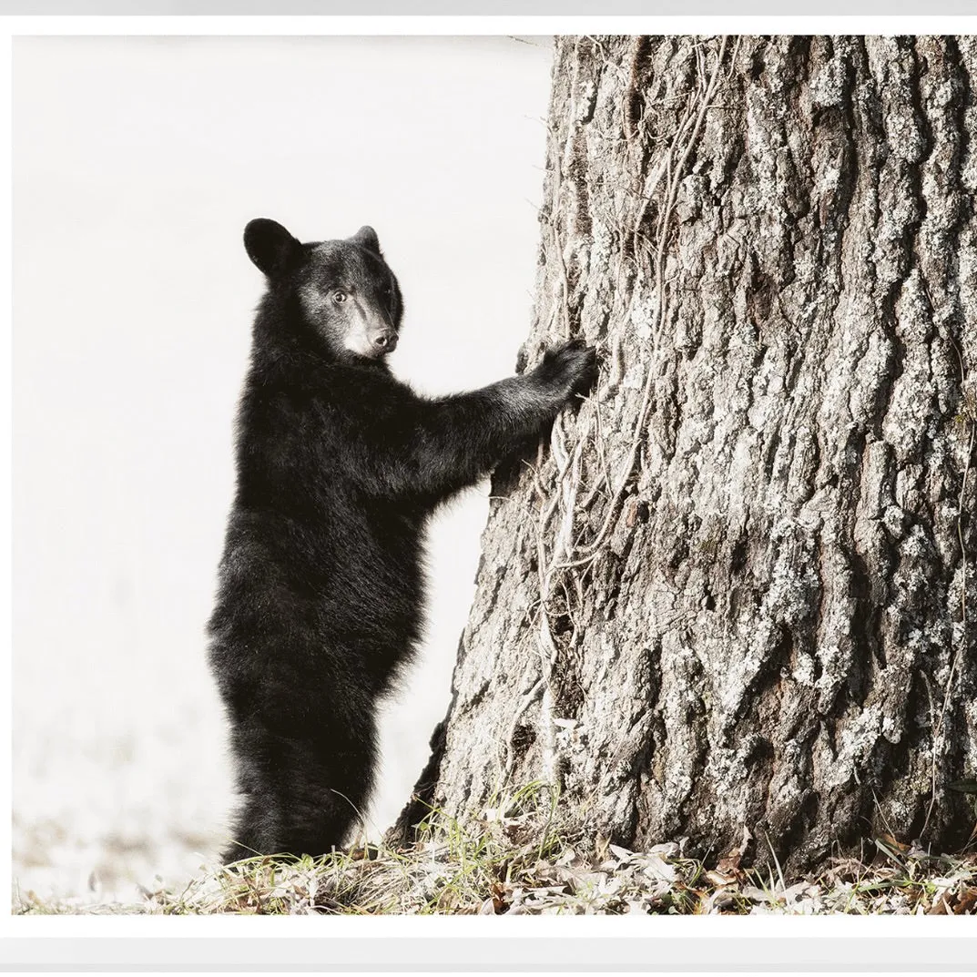 Smokey Mountain Cub