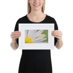 The Daisy Dream Framed Print (1/2)
