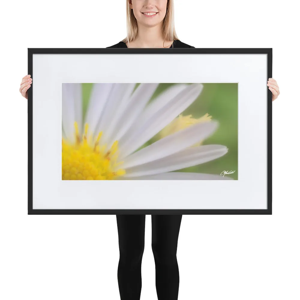The Daisy Dream Framed Print (1/2)