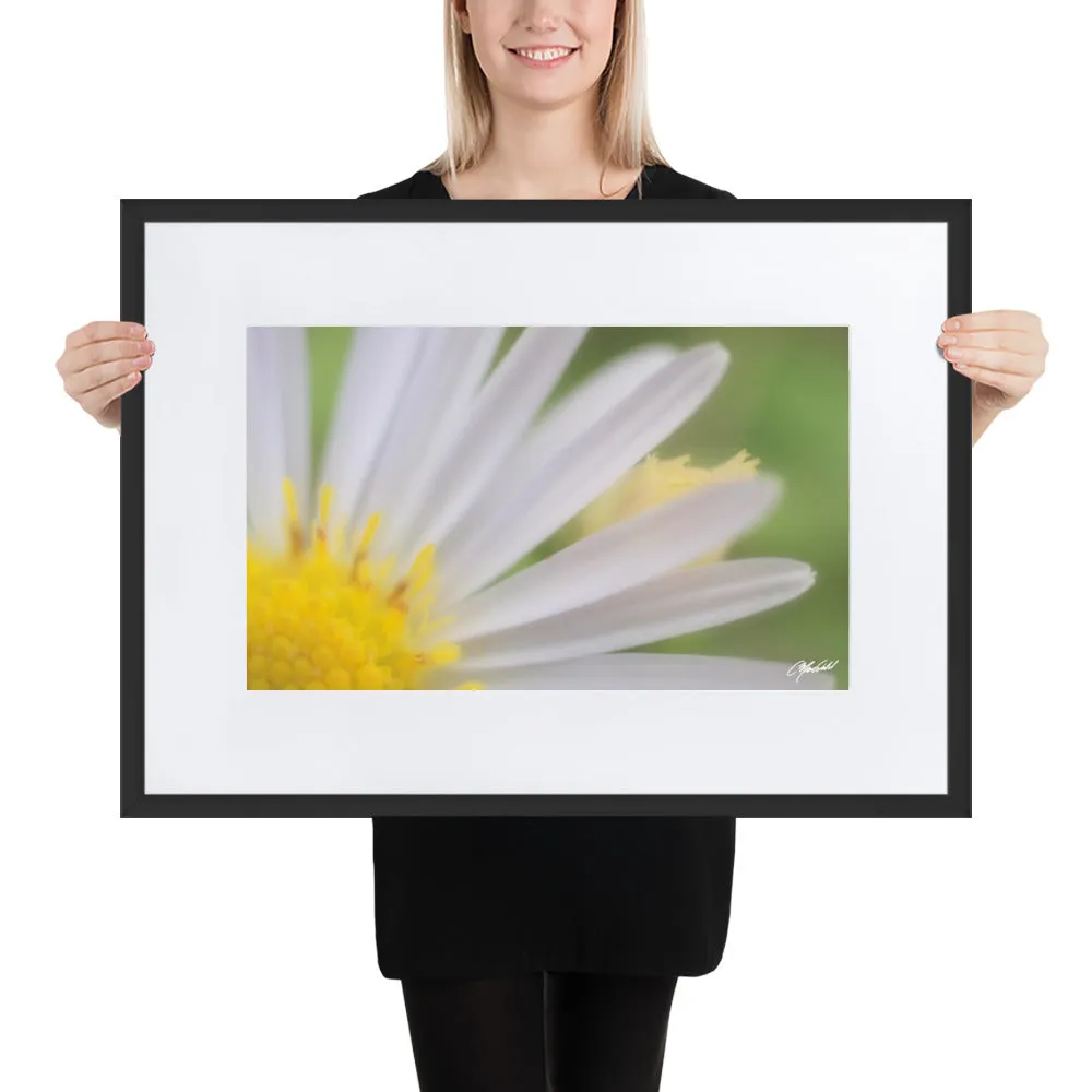 The Daisy Dream Framed Print (1/2)