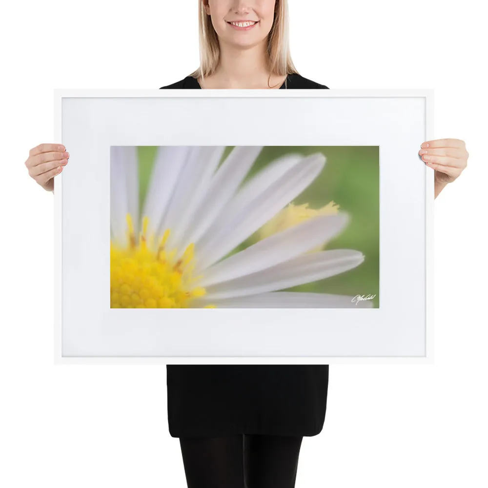 The Daisy Dream Framed Print (1/2)