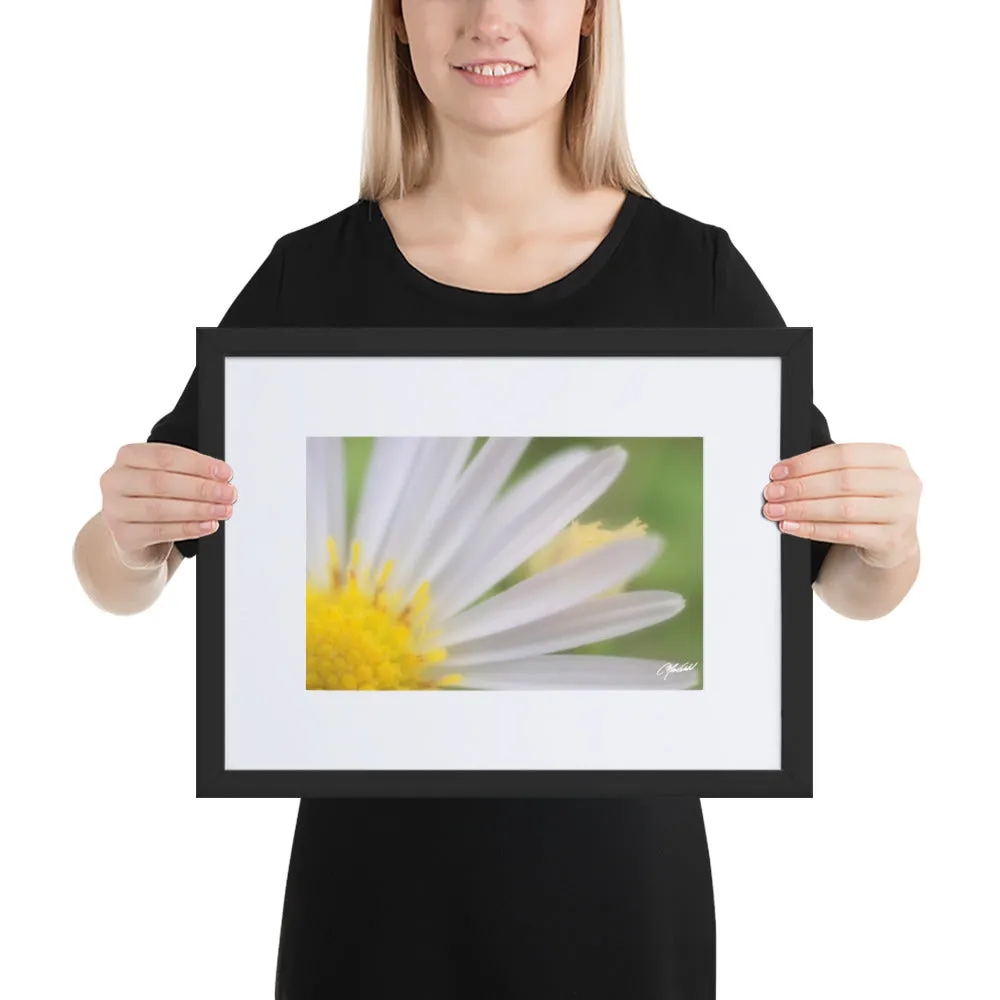 The Daisy Dream Framed Print (1/2)