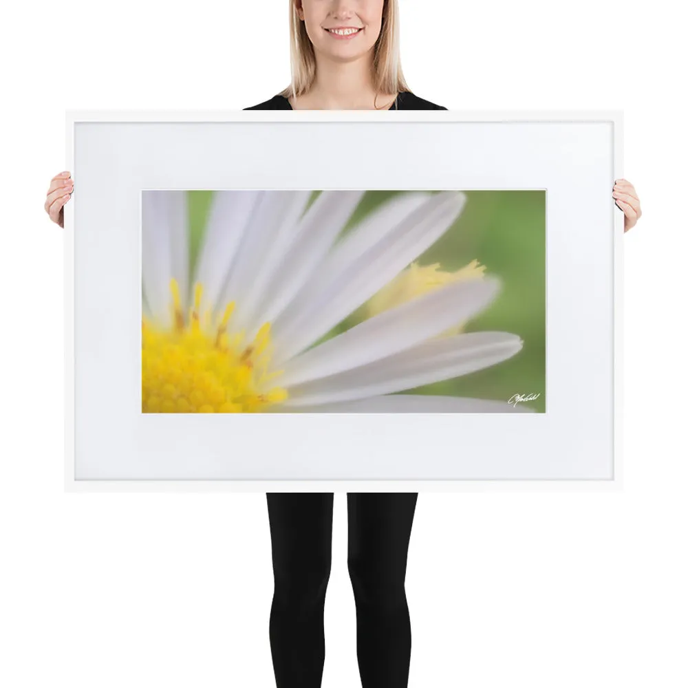 The Daisy Dream Framed Print (1/2)