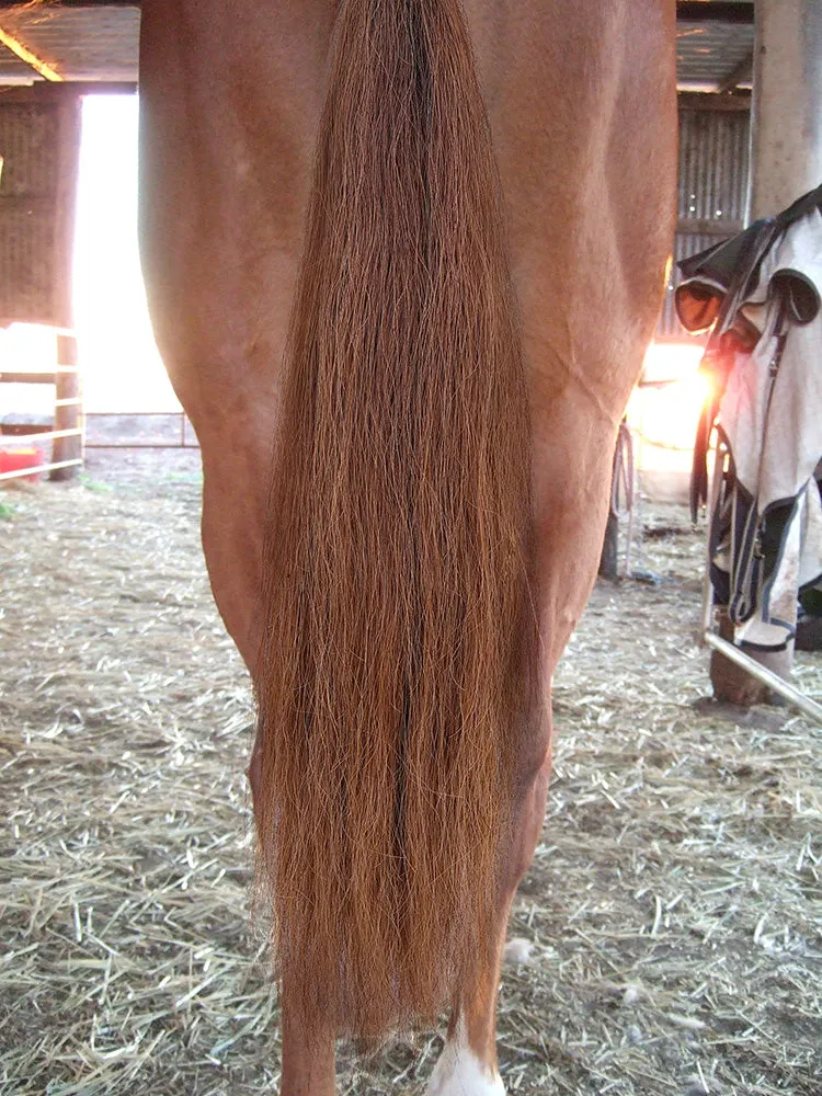Y.J TAILS Light Brown Natural Loop Top Tapered Bottom 28"-30" Horse Tail Extension aC1